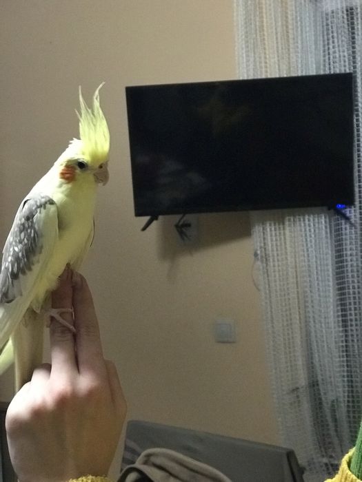 Чумиза корм для птахів
