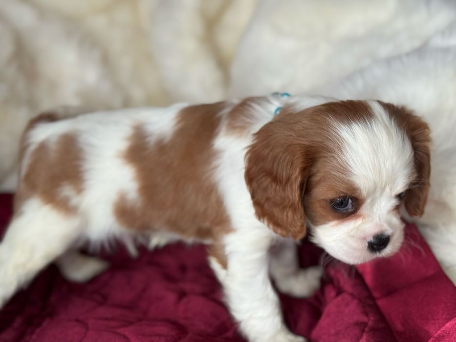 Piesek blenheim - Cavalier King Charles Spaniel