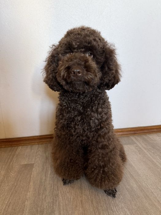 Вязка пудель шоколадний/коричневий