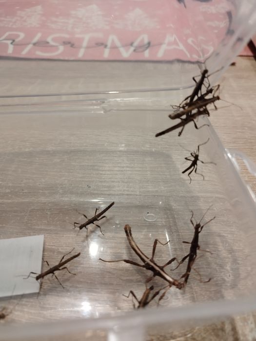 Straszyk filipiński- młode osobniki