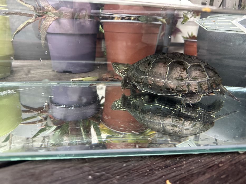 Aquário para tartaruga aquática
