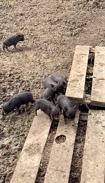 Porcos Vietnamitas, Mini Pigs