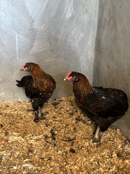 frangos maran e araucana