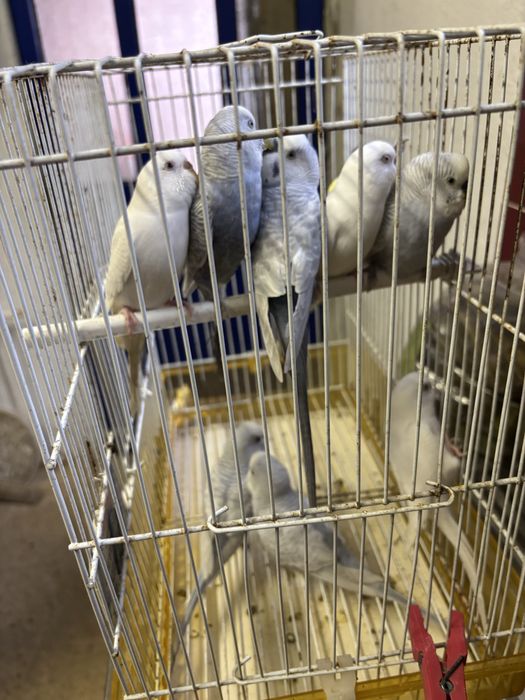 Periquitos australianos