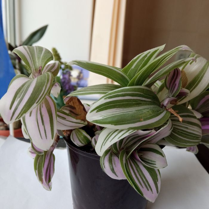 Традесканція(кімнатна рослина)