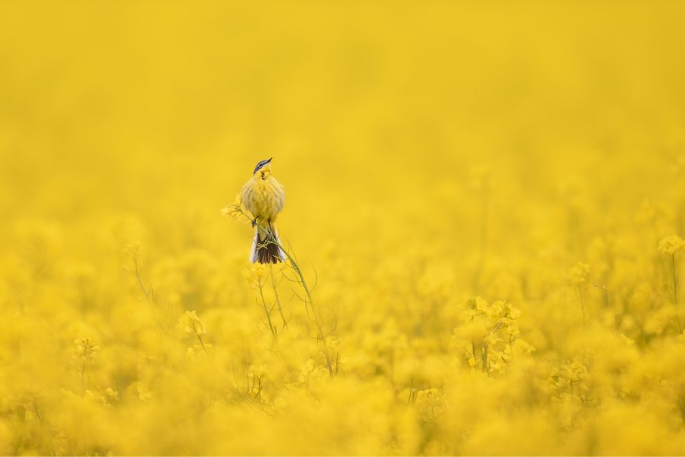 Teleobiektyw Sigma 500 mm F4.5 EX DG HSM Nikon F nie Nikkor Tamron