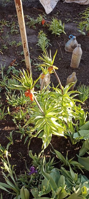 Продам квіти Царську корону