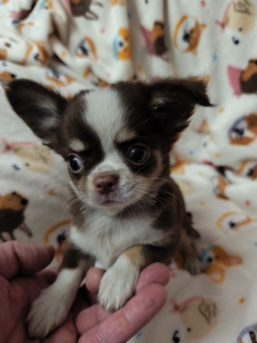 Chihuahua machinho pequenino