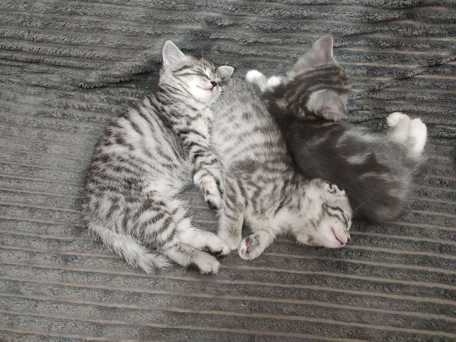 Скотіш фолд, 2міс. хлопчик