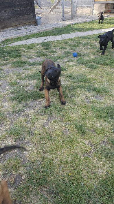 Szczeniak Owczarek Belgijski Malinois piesek