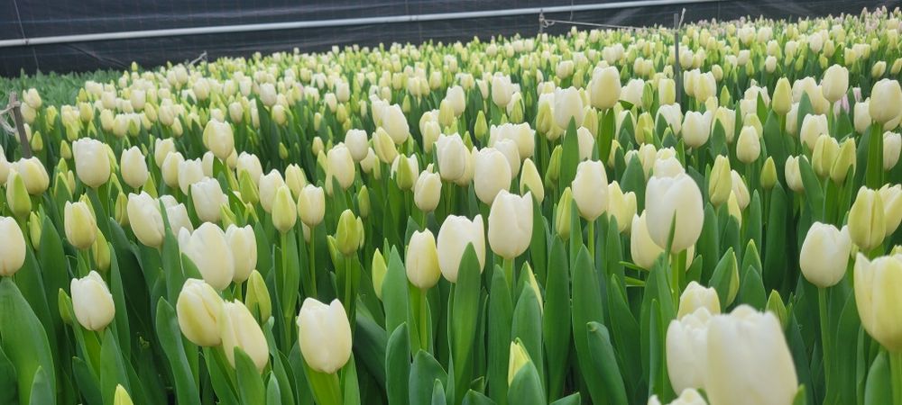 Тюльпани (детка) ОПТ