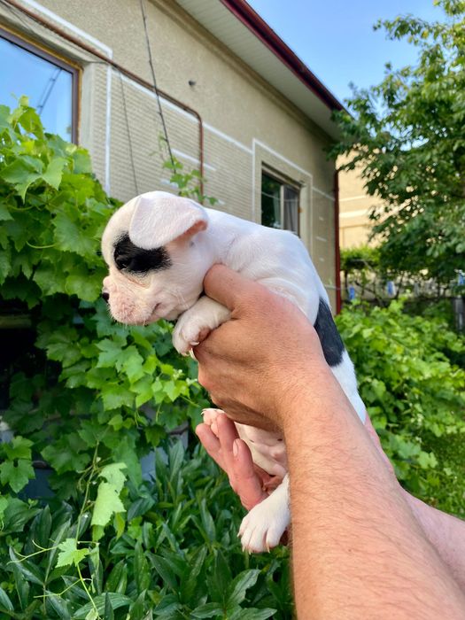 Французький бульдог