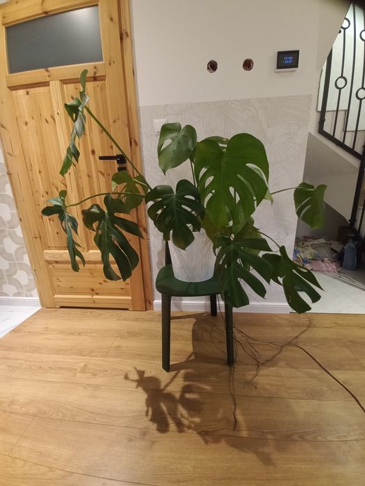 Monstera szuka nowego domu