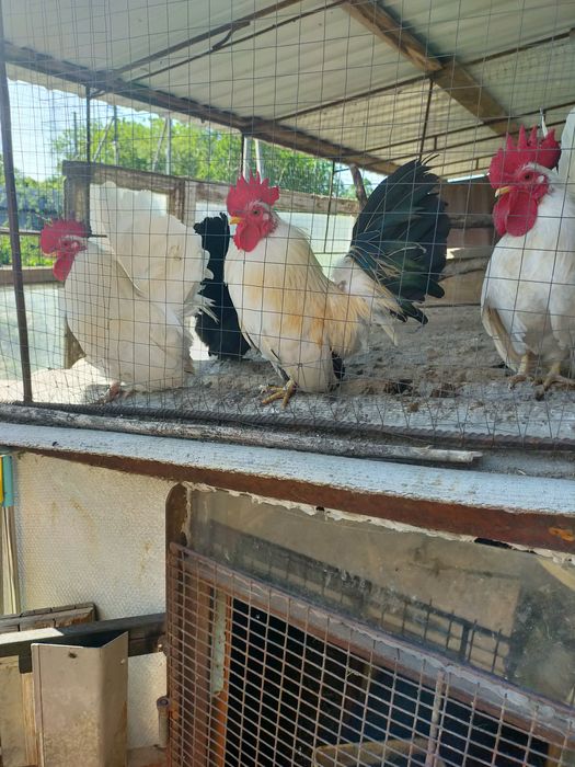 Куры породы Шабо