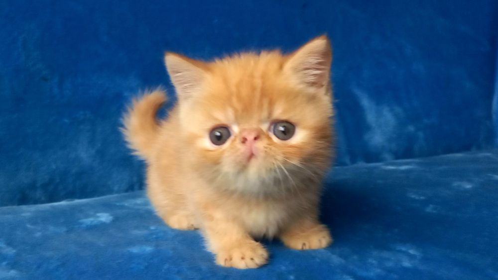 Яркий экзотический