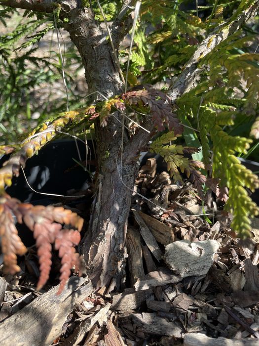 Туєвик долотоподібний, імператорське дерево