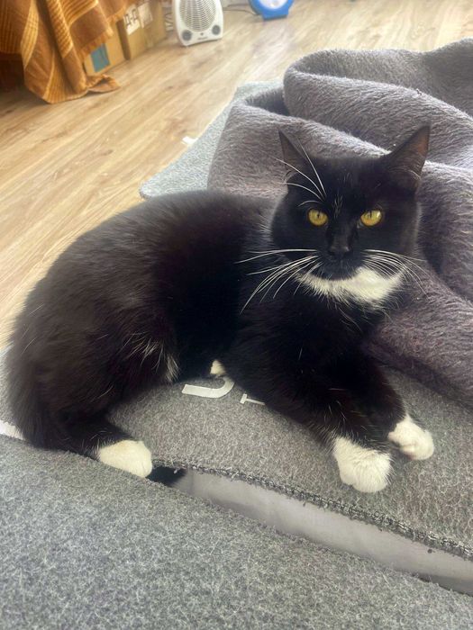 Котики, киці. Прекрасна Маркіза, 5м красуні, шукає сім’ю, срочно!