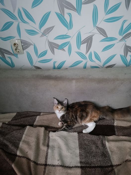 Продаются котята Мей кун