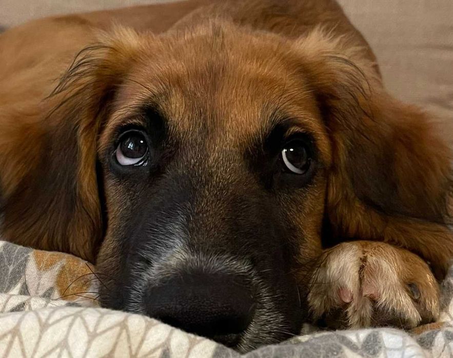 Petsitter, Passeios com experiência