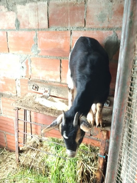 Cabrita anã muito meiguinha