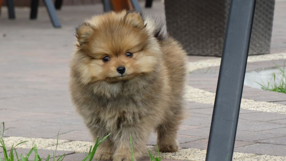 Szpic miniaturowy pomeranian