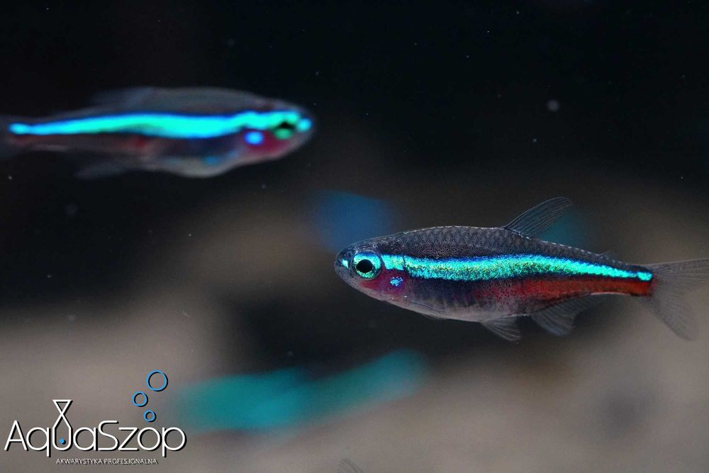 Neon simulans ( Paracheirodon simulans ) - AQUASZOP
