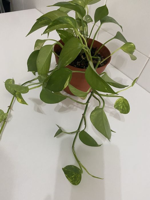 Planta Jiboia | Epipremnum aureum | Pothos