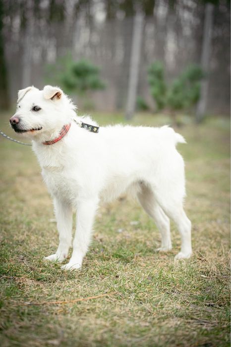 Śnieżnobiały Bentley szuka domu!