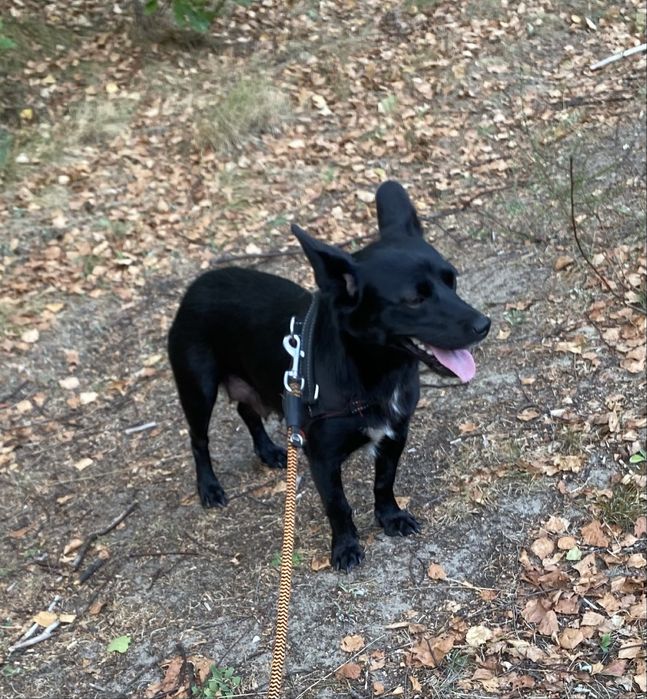 Suczka 1,5 roczna do adopcji