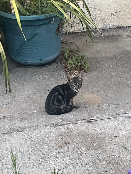 Da-se gatinhos bebés com 3 meses