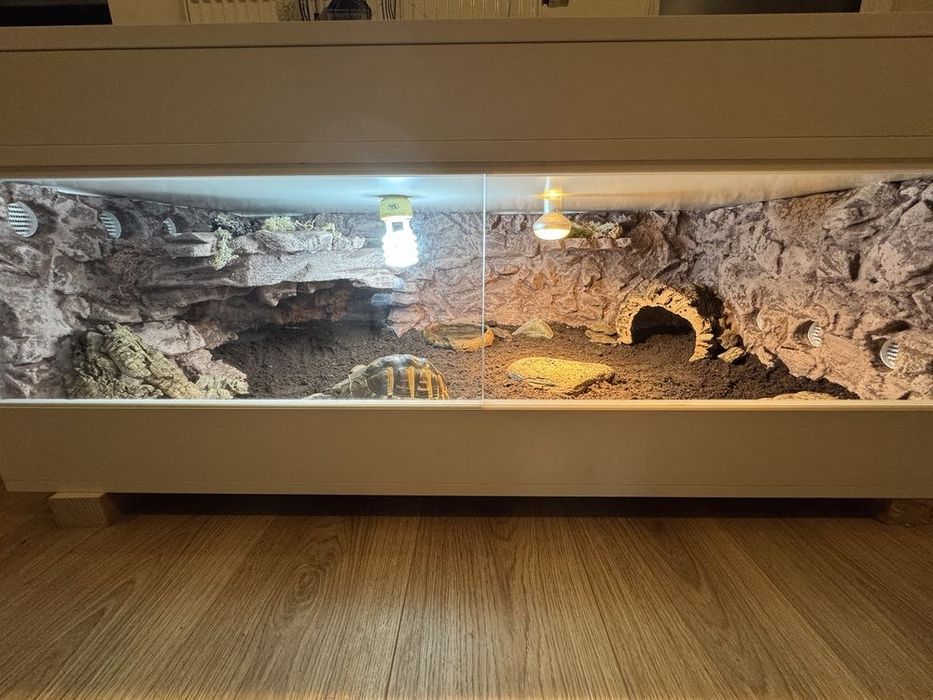 Terrarium pustynne, tropikalne. Żółw, jaszczurka.