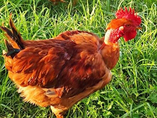 Vendo Galos Adultos Caseiros (Criação no Campo)