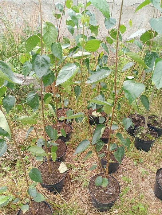 Sadzonka Brzoza Biała Doonrebos 170cm