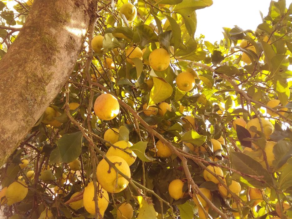 Limões 100% Biológicos