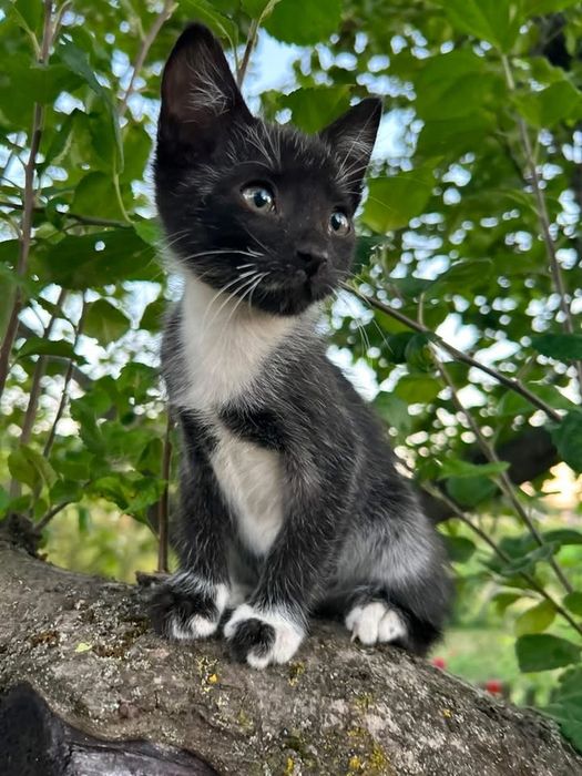 Кошенятко кішечка шукає родину