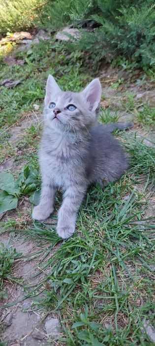 Кошенята дівчата шукають родину