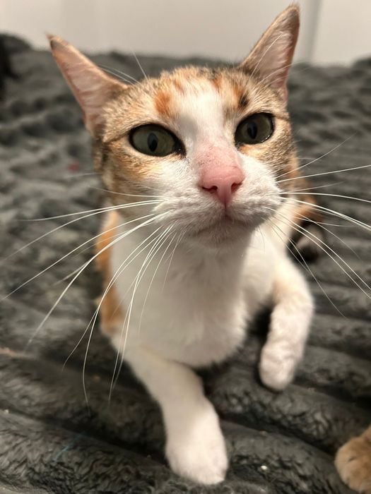 Gatinhos e Gatos para Adoção