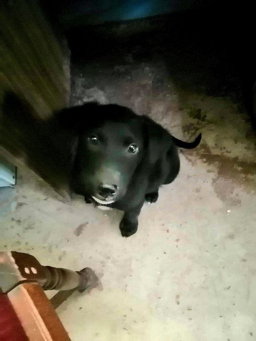 Чудовий цуцик в дар