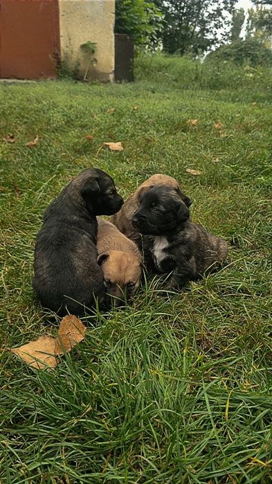 Oddam pieski Po Matce Owczarku Holenderskim