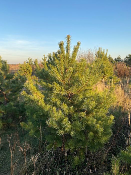 Крупномірні дерева