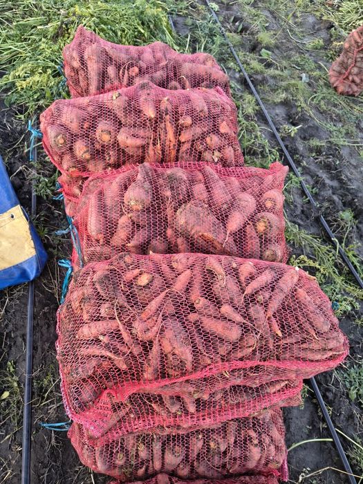 Морква для годування на корм тваринам