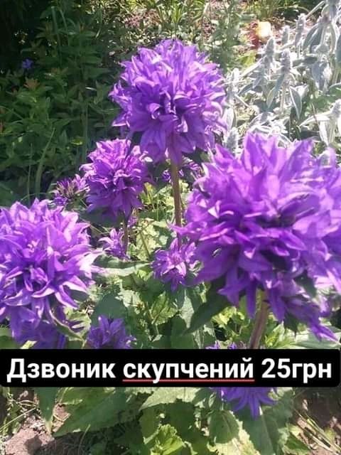 МНОГОЛЕТНИЕ садовые цветы и дом. саженцы ремонтантной малины: 20 грн ...