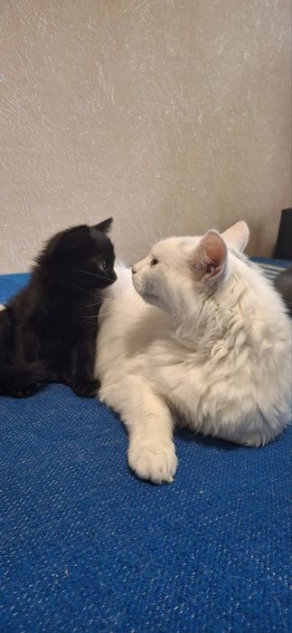 Віддам кошенят безкоштовно