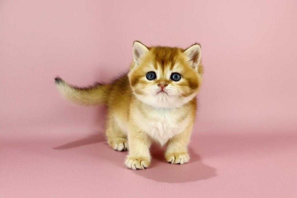 Дуже красива кішечка в забарвлені -золота шиншила