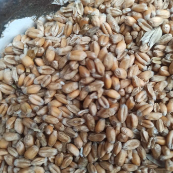 pszenica ozima zbiór 2025