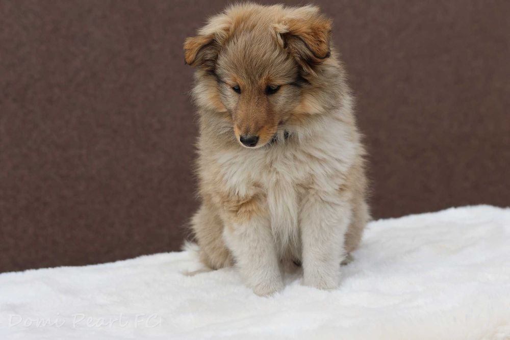 Owczarek szetlandzki - suczka FCI