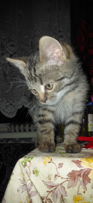 Віддаємо кота у добрі руки