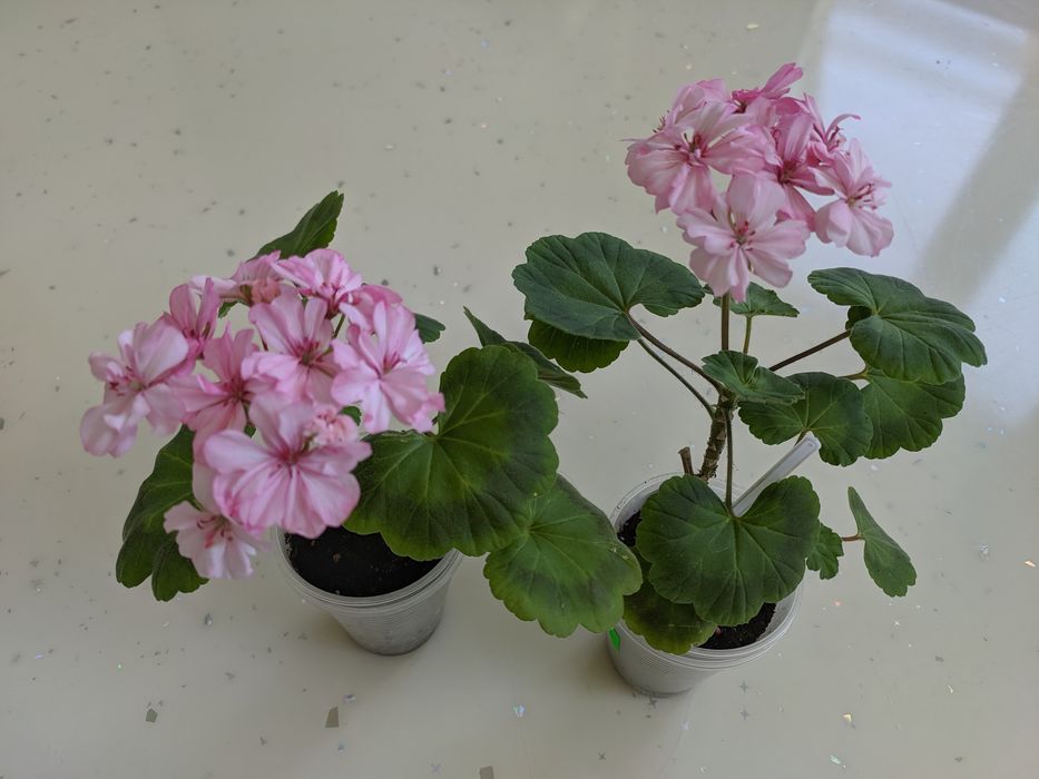 Продается пеларгония, двух видов.