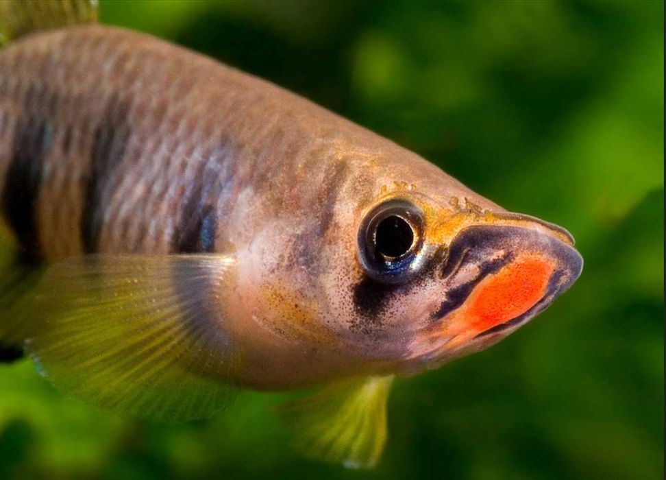 Szczupieńczyk Dageta - Epiplatys dageti - dowozimy, wysyłamy