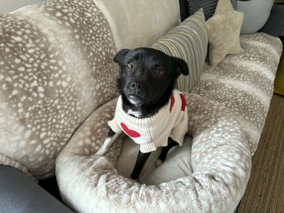 Mała Fretka szuka domu